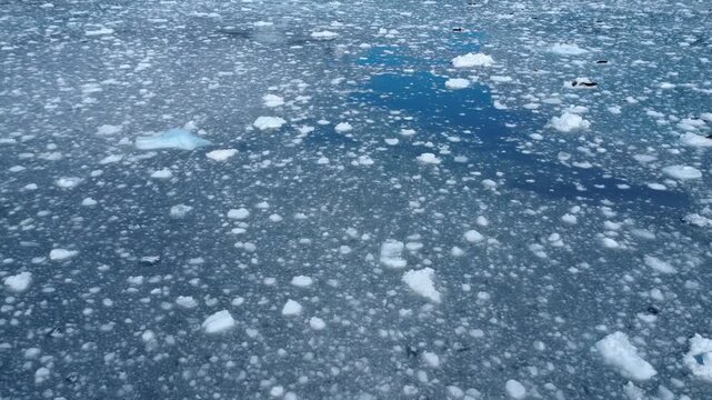 Ice filled fjord with harbor seals then pan up to a beautiful glacier in Alaska