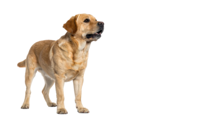 Golden Labrador Retriever standing alert with head turned upward, mouth slightly open, showing an attentive expression and sturdy muscular build.