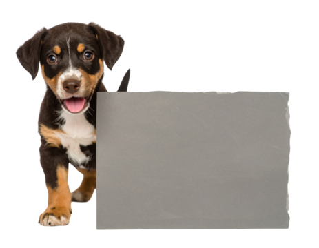 Tricolor puppy leaning on a rectangular slate, tongue out, bright eyes and a playful, happy expression.