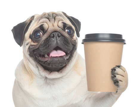 Cheerful fawn pug holding a paper coffee cup with one paw, tongue out and a happy, smiling expression.
