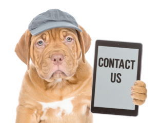 Brown puppy wearing a gray cap holding a tablet that reads "CONTACT US".