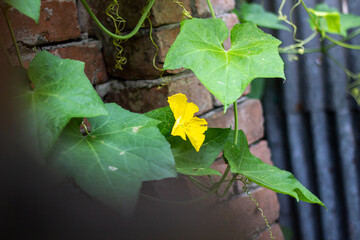 A vibrant yellow flower blooms on a vine against a brick wall