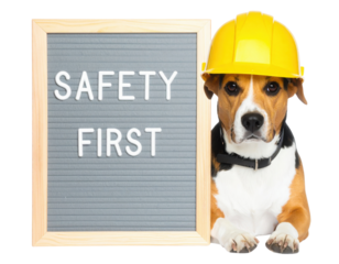 Beagle wearing a yellow hard hat beside a letter board reading "SAFETY FIRST