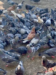 Obraz premium flock of birds, pigeons eat