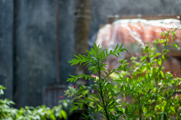 Green foliage in front of a textured wall and stacked materials