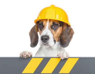 Beagle wearing a yellow construction hardhat peeks over a black-and-yellow caution barrier against a black background.