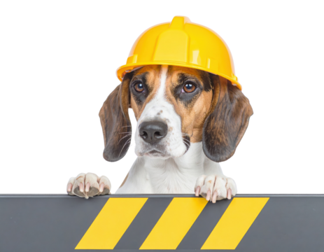Beagle wearing a yellow construction hardhat peeks over a black-and-yellow caution barrier against a black background.
