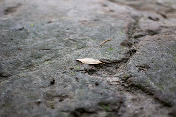 Closeup of a dry leaf resting on a cracked stone surface