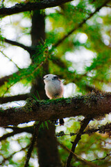long tail tit on tree