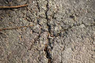 Closeup view of cracked asphalt with a small twig embedded