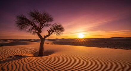 Desert sunset, lone tree silhouette.  Sunrise paints sand dunes