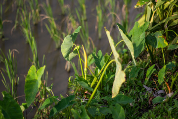 Lush green taro plants growing in a watery field with sunlight