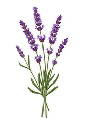 Obraz premium Lavender flowers bunch illustration