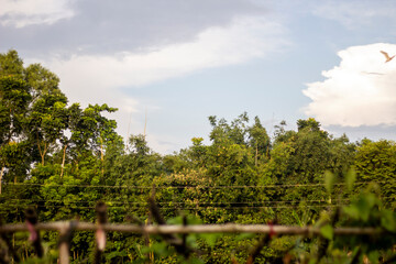 Lush green trees under a cloudy sky with a bird flying in the distance