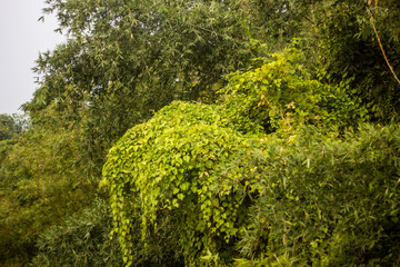 green moss on the stone