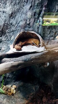 Exotic pet Giant Leaf-tailed Gecko or Uroplatus giganteus in a small den inside a glass terrarium