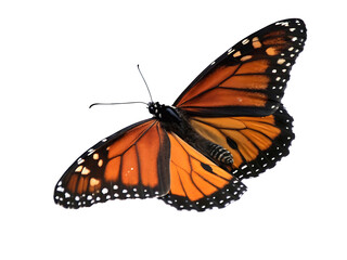 Obraz premium Majestic Monarch Butterfly Isolated on Black Background Showcasing Intricate Wing Patterns and Vibrant Colors Perfect for Nature and Wildlife Enthusiasts