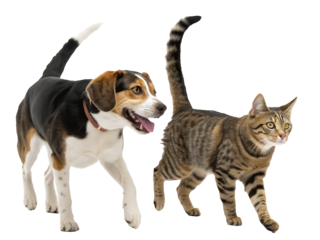 Harmony between Pets a Beagle Dog and a Striped Cat Standing Together Proudly Looking Forward on a Black Backdrop Depicting Friendship and Companionship