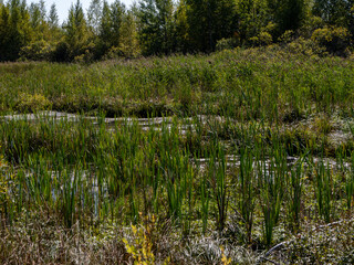 reen wetland with tall reeds.