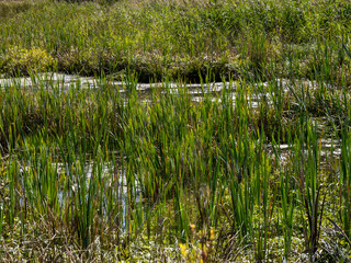 Tall green reeds in wetland.