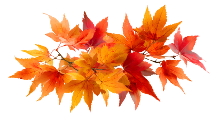 Vibrant autumn foliage featuring maple leaves in shades of red and orange