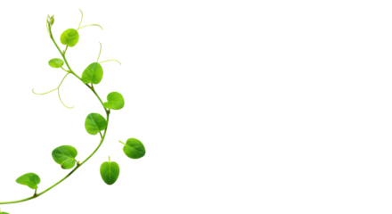 Lush green vine forming an S-curve with pristine leaves on a clean, transparent studio surface, top-down, soft light, sharp focus, generous negative space. Concept of organic growth and sustainability