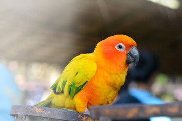 Love bird sitting on a branch with bright colorful feathers, symbol of affection, bonding, tropical beauty, and companionship, representing nature, exotic pets, and avian wildlife