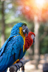 Macaw parrot with vibrant colorful feathers perched outdoors, symbol of tropical wildlife, exotic beauty, intelligence, and freedom, representing nature, conservation