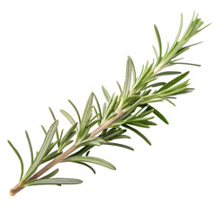 Fototapeta premium Aromatic rosemary branch isolated on transparent background, perfect for adding a fresh, herbal flavor to any dish