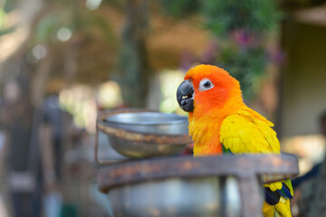 Love bird sitting on a branch with bright colorful feathers, symbol of affection, bonding, tropical beauty, and companionship, representing nature, exotic pets, and avian wildlife