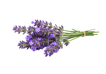 Fresh cluster of vivid purple lavender blossoms with slender green stems, pristine on a transparent background, creating substantial negative space. Concept of natural purity and well-being