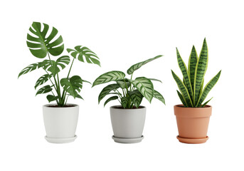 Fototapeta premium Three vibrant Monstera, Calathea, Sansevieria houseplants in modern pots, transparent studio background, soft high-key lighting, emphasizing natural well-being concept