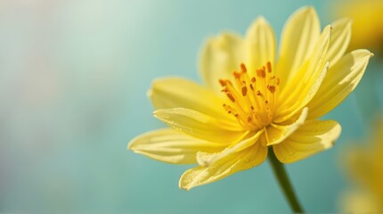 Bright Yellow Flower Blooming with Dew Drops in Soft Focus Natural Light