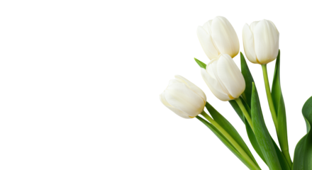 Four transparent tulips, vibrant green stems, soft petals, transparent minimalist background, ample negative space, soft natural light. Concept of purity and fresh starts