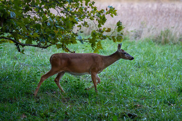 deer in the woods