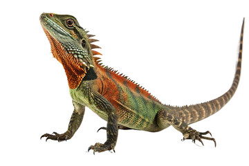 Obraz premium Captivating Chinese Water Dragon Portrait showcasing vibrant colors and intricate scales in a close up studio shot on a plain background for striking visual impact