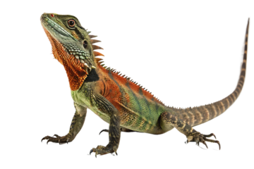 Captivating Chinese Water Dragon Portrait showcasing vibrant colors and intricate scales in a close up studio shot on a plain background for striking visual impact