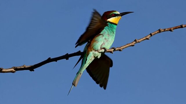 Two European Bee-Eater Birds of the Species Merops Apiaster Perched Together Showing Their Distinctive Colorful Plumage Including Blue-Green Tail and Yellow Throat
