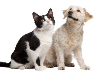 Adorable cat and dog posing together looking up on a black background showcasing interspecies friendship and the unique bond between domestic animals perfect for pet themed projects