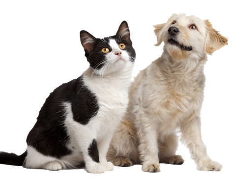 Adorable cat and dog posing together looking up on a black background showcasing interspecies friendship and the unique bond between domestic animals perfect for pet themed projects