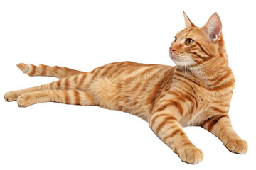 Obraz premium Relaxed Ginger Tabby Cat Lounging with Elegant Stripes on Isolated Background Showing off Domestic Feline Beauty in a Studio Setting