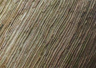Fototapeta premium Abstract texture background of tree bark. Macro detail showing the deep and natural diagonal line pattern on a tree trunk