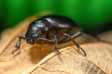 Scarab Beetle Resting on Autumn Leaf