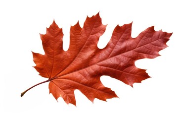 Fototapeta premium Vibrant autumn oak leaf isolated
