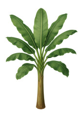 Fototapeta premium Fully grown banana plant with large, elongated leaves and a thick central pseudostem