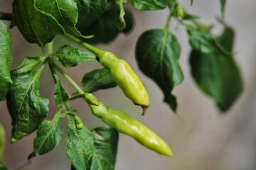 Bright green chili peppers growing on a thriving plant highlighted among lush foliage