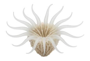 Coral polyp with translucent tentacles and calcareous skeleton