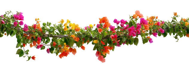 Fototapeta premium Succulent leaves hanging vines ivy bush climbing epiphytic plant with colorful flowers, png file