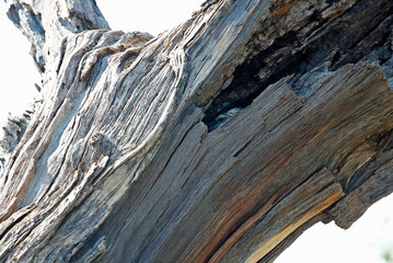 Monitor lizard in a hole in a tree