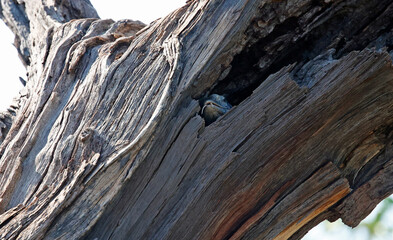 Monitor lizard in a hole in a tree